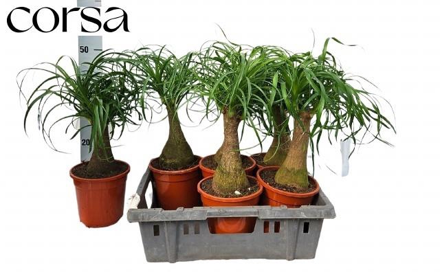 <h4>BEAUCARNEA RECUR</h4>