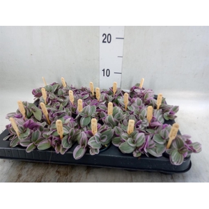 Tradescantia cerinth. 'Sweetness'