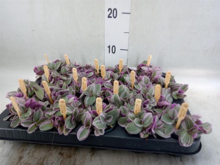 <h4>Tradescantia cerinth. 'Sweetness'</h4>