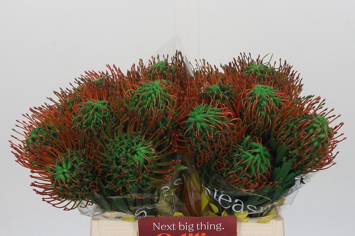 <h4>Nutans Painted Green</h4>