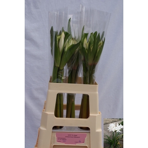 AMARCRINUM