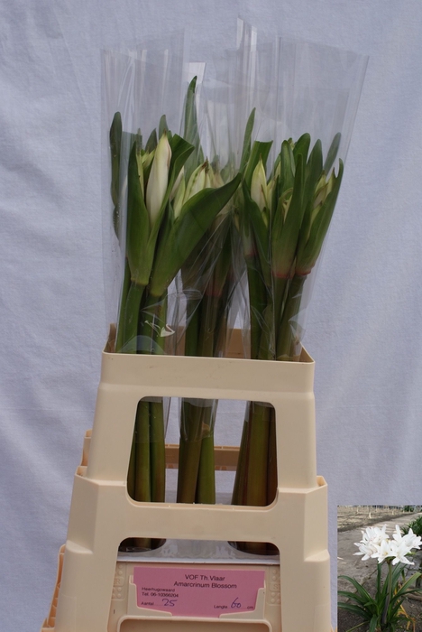 <h4>AMARCRINUM</h4>