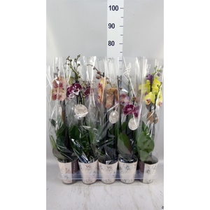 Phalaenopsis   ...mix