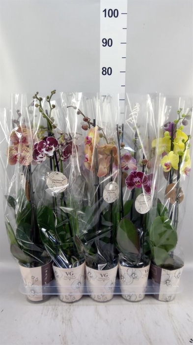 <h4>Phalaenopsis   ...mix</h4>