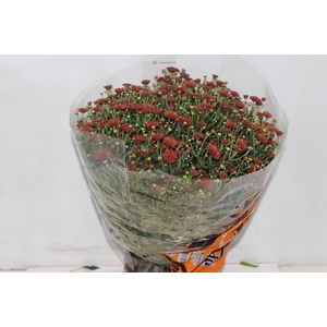 CRISANTEMO BOLA BELGA JASODA P20 VERMELHO