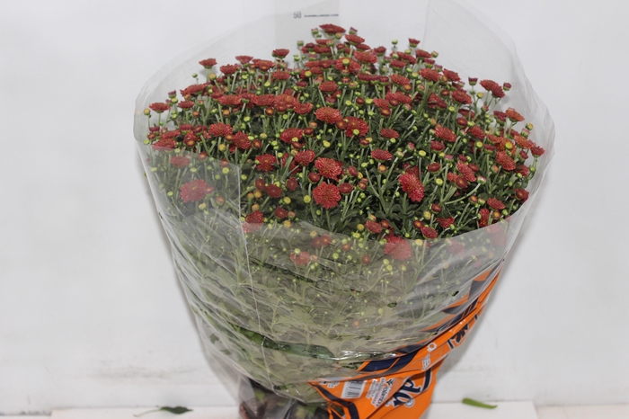 <h4>CRISANTEMO BOLA BELGA JASODA P20 VERMELHO</h4>