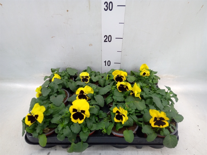 <h4>Viola wr. 'Colossus Yellow Blotch'</h4>