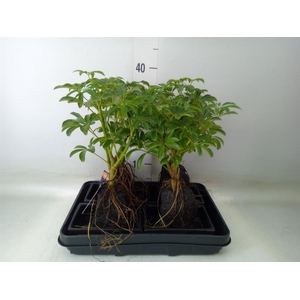 Arr.   Kamerplant Groen H%