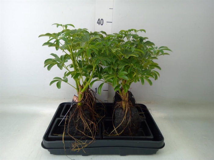 <h4>Arr.   Kamerplant Groen H%</h4>