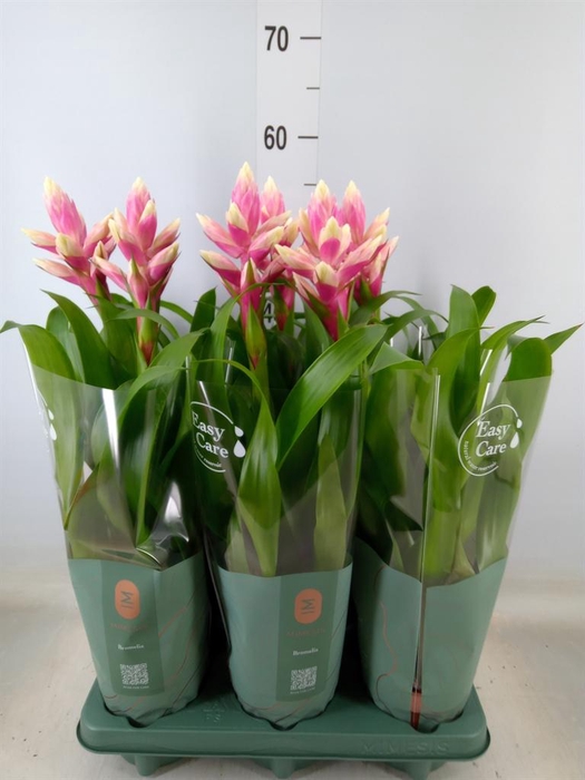 <h4>Guzmania  'Candy'</h4>