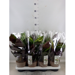 Calathea  'Beautystar'