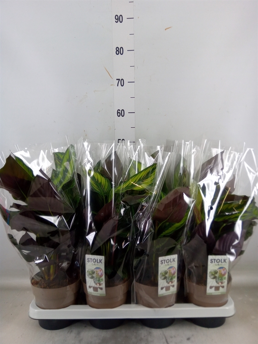 <h4>Calathea  'Beautystar'</h4>