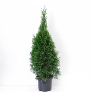 Thuja occidentalis 'Smaragd' (zonder etiket)