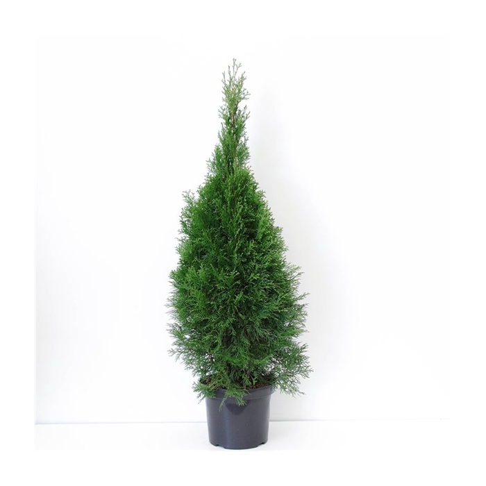 <h4>Thuja occidentalis 'Smaragd' (zonder etiket)</h4>