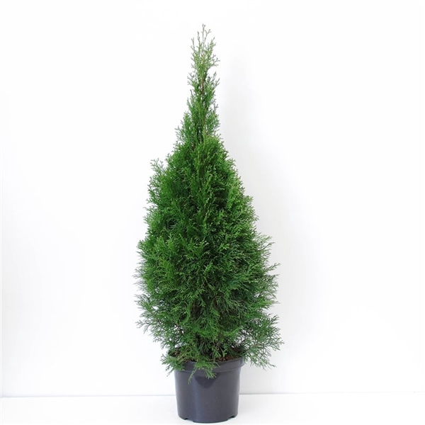 <h4>Thuja occidentalis 'Smaragd' (zonder etiket)</h4>