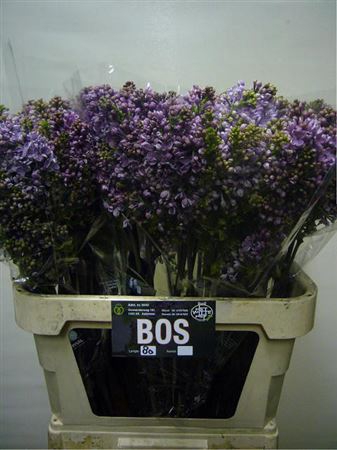 <h4>Syr Dark Koster Bs</h4>