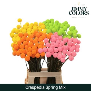 Craspedia L70 Spring Mix