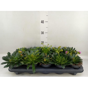 Lewisia  'Mountain Dreams'   ...mix