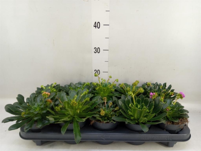 <h4>Lewisia  'Mountain Dreams'   ...mix</h4>