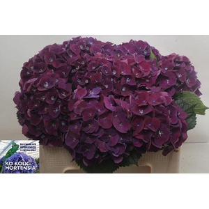 Hydrangea my mon amour purple