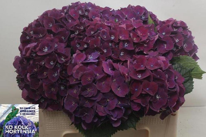 <h4>Hydrangea my mon amour purple</h4>