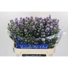 Aster Cassandra