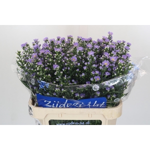 Aster Cassandra