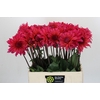 Dahlia Pink Punk