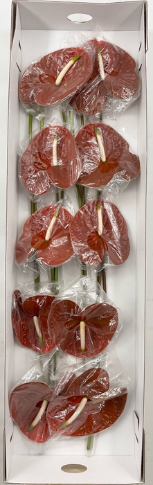 Anthurium Terrasol (price x box) 10/12 st.