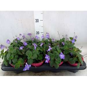 Streptocarpus saxorum