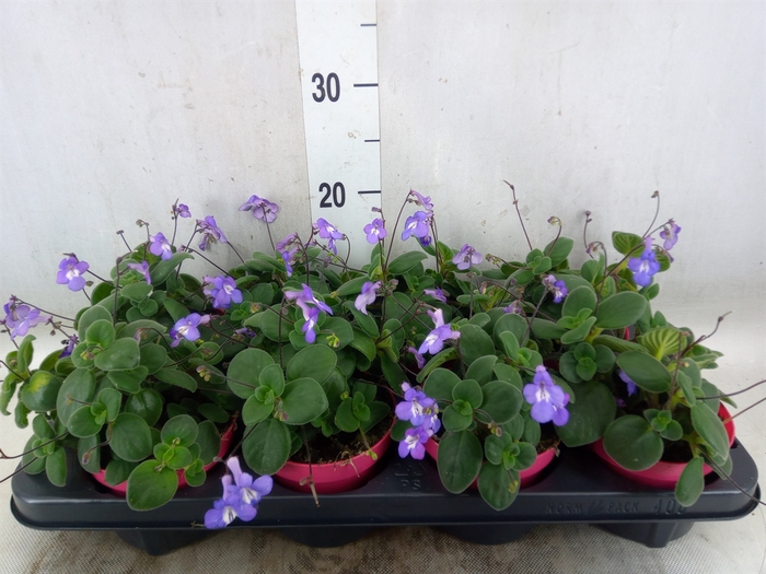 <h4>Streptocarpus saxorum</h4>