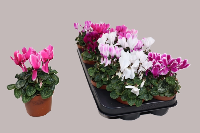 <h4>CYCL KL SUP CARINO</h4>