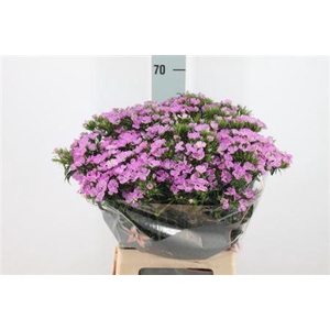 Di Barb Neon Purple Magic