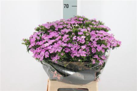 <h4>Di Barb Neon Purple Magic</h4>