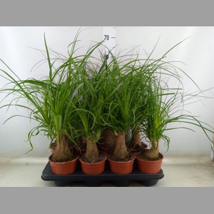 Beaucarnea recurvata