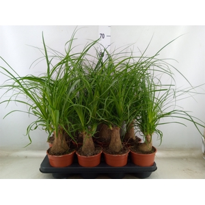 Beaucarnea recurvata