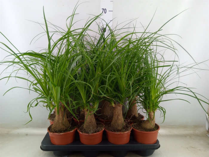 <h4>Beaucarnea recurvata</h4>