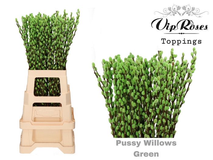 SALIX PUSSY WILLOW GREEN