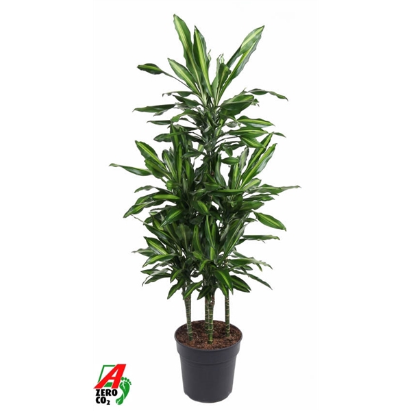 <h4>Dracaena Cintho 90-carrousel</h4>