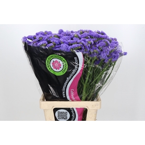 Limonium Statice Lilac Blue (min 9x50)