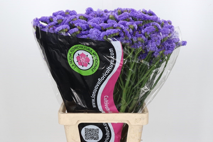 <h4>Limonium Statice Lilac Blue (min 9x50)</h4>