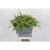 Setaria Italica Volle Melk