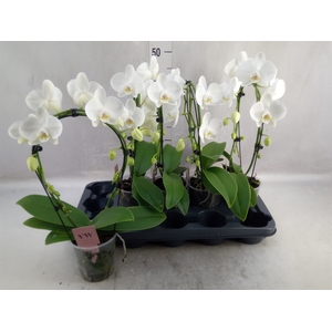 Phalaenopsis   ...white