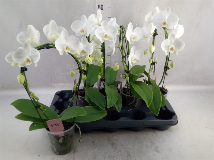 <h4>Phalaenopsis   ...white</h4>