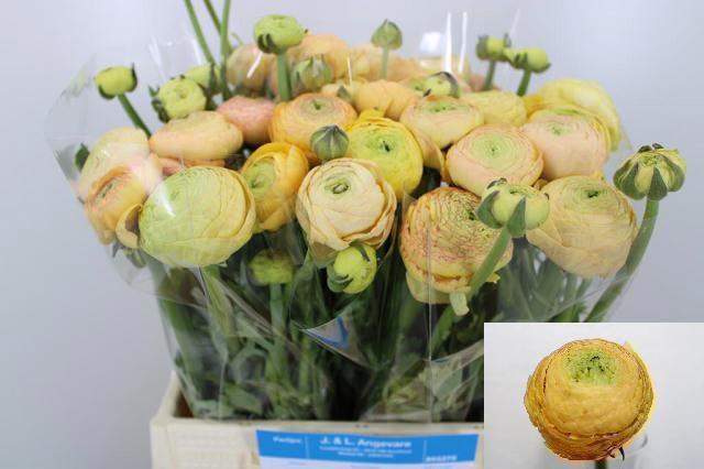 <h4>RAN AAZUR CHAMPAGNE</h4>