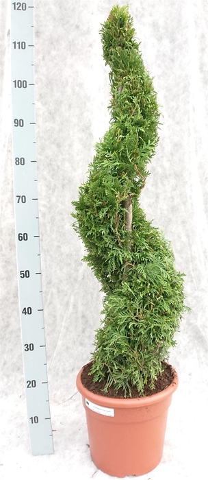 <h4>Thuja occid. 'Brabant'</h4>