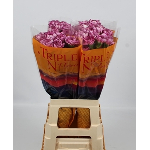 DI ST ROYAL DAMASCUS