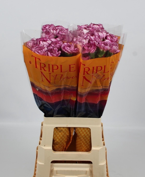 <h4>DI ST ROYAL DAMASCUS</h4>