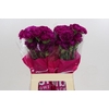 Dianthus St Nobbio Violet