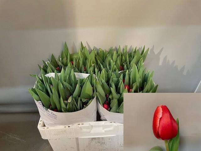 <h4>TU EN KUNG-FU</h4>